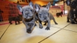 Cutest French Bulldog Puppies
